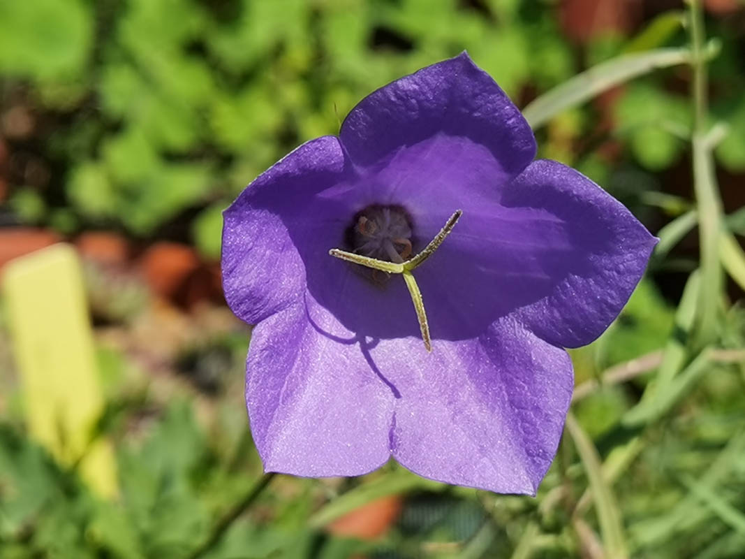 Campanula carpatica